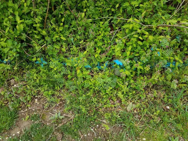 Groene planten met bladeren en blauw geschilderde lijn — Stockfoto