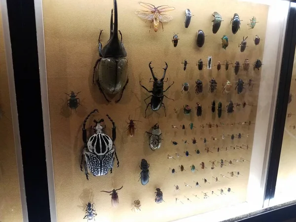 Przypięte chrząszcze i inne owady pod szkłem — Zdjęcie stockowe