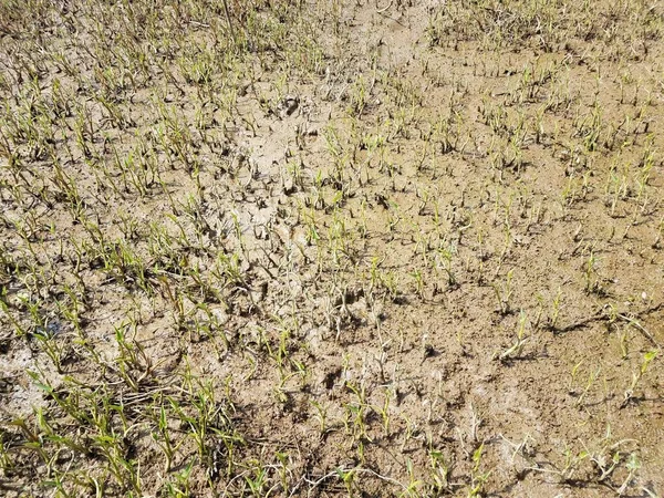 wet mud and plants in swamp or wetland