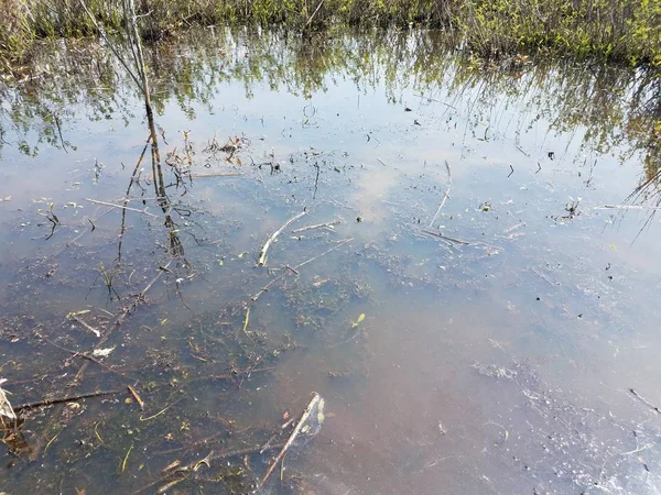 Água turva ou lamacenta no lago ou lagoa com plantas e algas — Fotografia de Stock