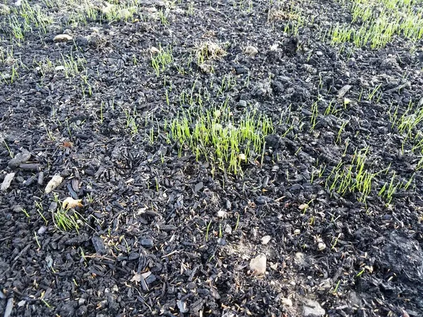Zielona trawa rośnie w brązowej glebie lub brudu — Zdjęcie stockowe