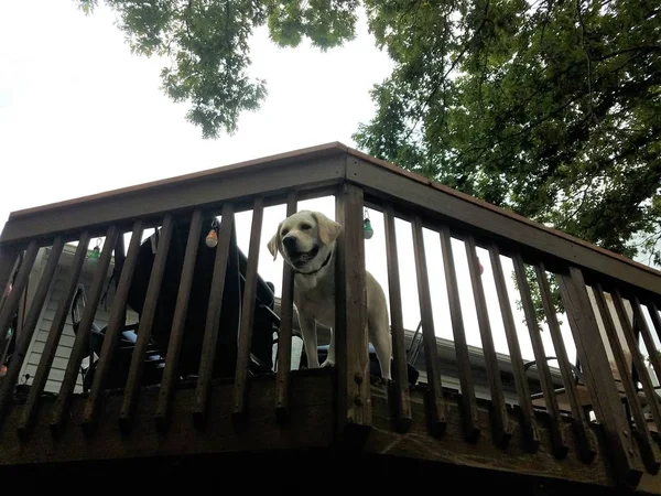 Grote witte hond op de top van houten dek — Stockfoto