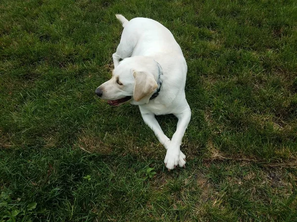 Großer weißer Hund mit gekreuzten Pfoten auf grünem Gras — Stockfoto