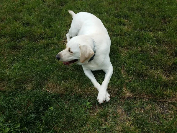 Grand chien blanc avec pattes croisées sur herbe verte — Photo