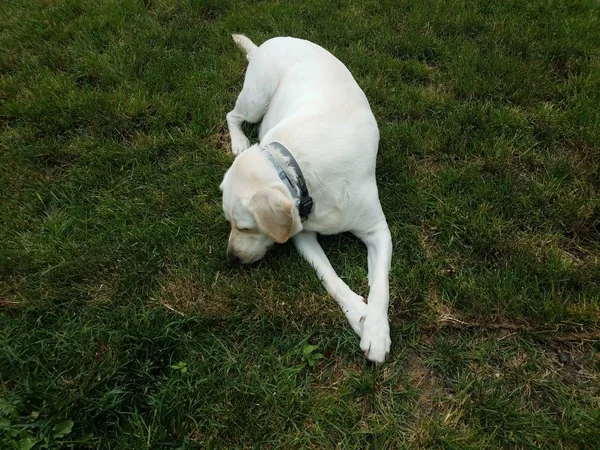 Grote witte hond met poten gekruist op groen gras — Stockfoto