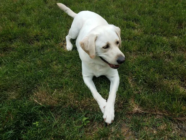 Большая белая собака с лапами, скрещенными на зеленой траве — стоковое фото