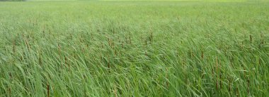 sulak alanda rüzgarda kedi kuyrukları ve yeşil otlar