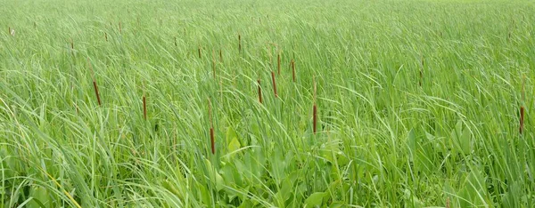 Katzenschwänze und grüne Gräser im Wind in Feuchtgebieten — Stockfoto