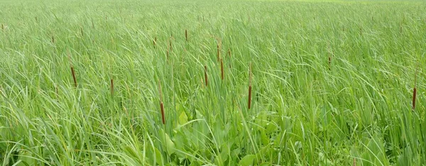 Queues de chat et herbes vertes dans le vent dans les zones humides — Photo