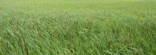 Cat tails and green grasses in the wind in wetland — Stock Photo, Image