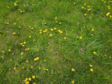 Yeşil çimlerde, çimlerde, bahçelerde sarı karahindibalar