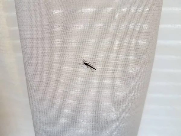 Insecte moustique sur tissu de tissu blanc ou rideau — Photo