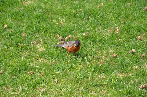 Orange Oriole Bird i grönt gräs eller gräsmatta — Stockfoto