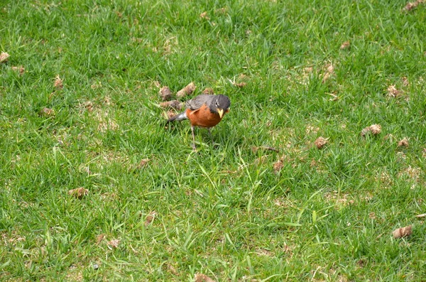 Orange oriole bird in green grass or lawn — Stock Photo, Image