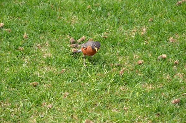 Oranje Oriole vogel in groen gras of gazon — Stockfoto