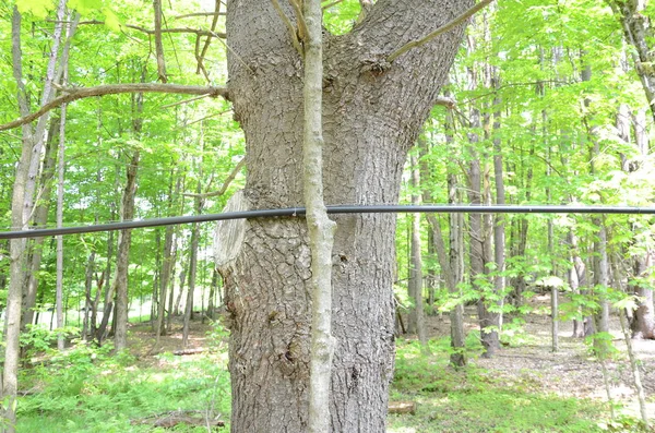 Tubos de caucho para la recogida de jarabe de arce en bosques o maderas — Foto de Stock