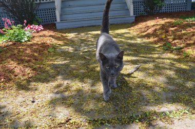 kaldırımda yürüyen gri kedi ve düşen yapraklar