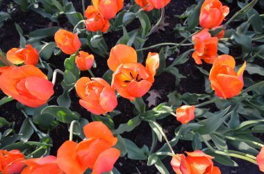 açık açan yeşil yaprakları ile turuncu laleler