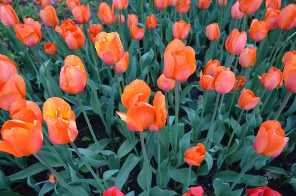 Tulipas de laranja com folhas verdes florescendo ao ar livre — Fotografia de Stock