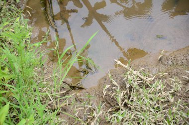 bitkiler ile bataklık alanında çamur ve su büyük kurbağa