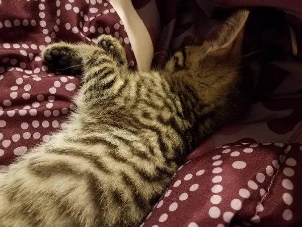 Siyah ve beyaz kürk kedi yavrusu mor ve beyaz battaniye üzerinde uyku — Stok fotoğraf