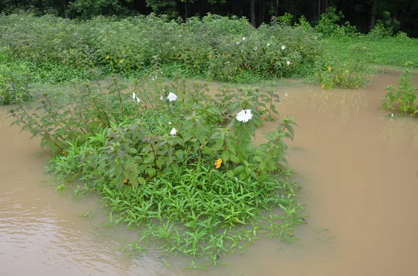 Witte bloemen op plant in water in moeras of Wetland — Stockfoto