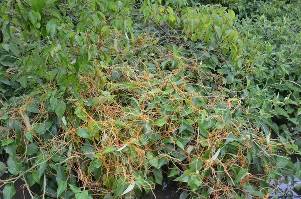 Vite invasiva arancione su pianta con foglie verdi — Foto Stock