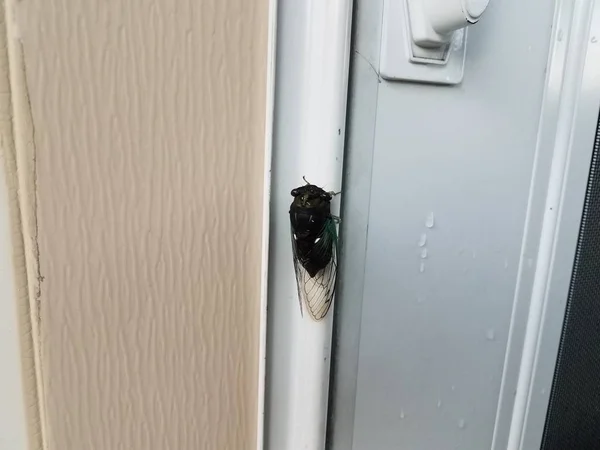 Cigarra insecto cerca de la puerta blanca en casa — Foto de Stock