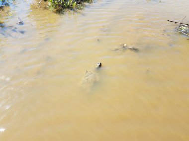 bulanık veya çamurlu suda yüzen kaplumbağa yakalama