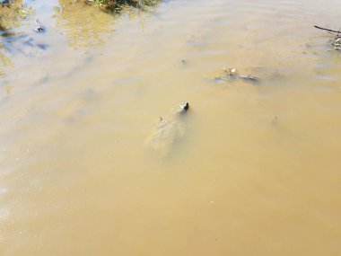 bulanık veya çamurlu suda yüzen kaplumbağa yakalama