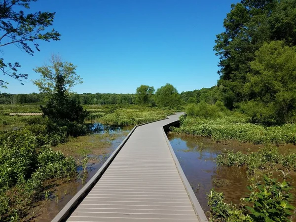 wood boardwalk or trail with water and green plants in wetland