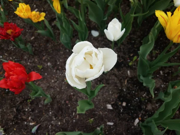Flores de tulipas brancas, vermelhas e amarelas no solo — Fotografia de Stock