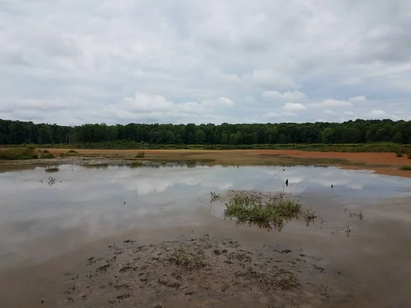 赤藻の花と水を持つ湿地または沼地 — ストック写真