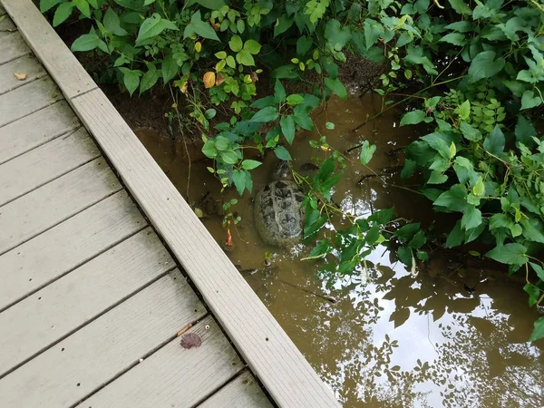 Tortuga rompiendo en agua fangosa con pasarela de madera — Foto de Stock