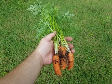 yeşil çim üzerinde kir ile turuncu havuç tutan el