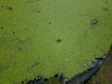 yeşil bitkiler ve kurbağa kafası ile durgun su dışarı alay