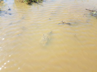 gölet çamurlu suda kaplumbağa sürüngen yakalamaya