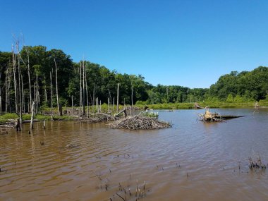göl veya ağaçlar ile gölet Beaver Lodge