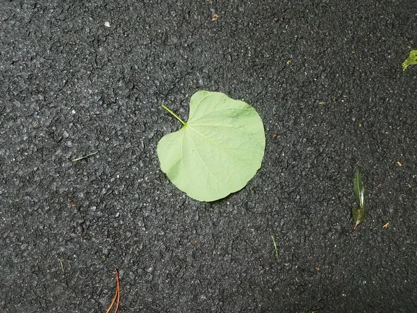 검은 아스팔트와 땅에 젖은 녹색 잎 — 스톡 사진