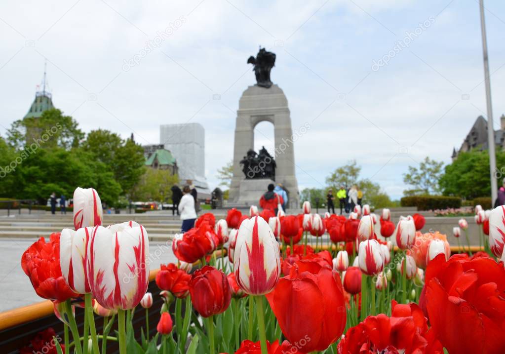 red and white tulips in Ottawa, Canada