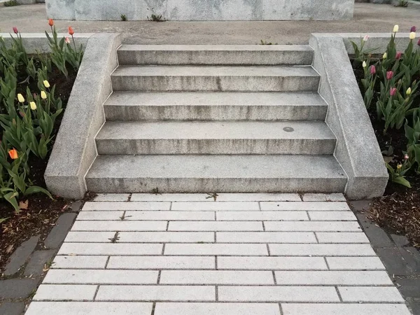 Grijze cement trappen of trappen met tulpen — Stockfoto