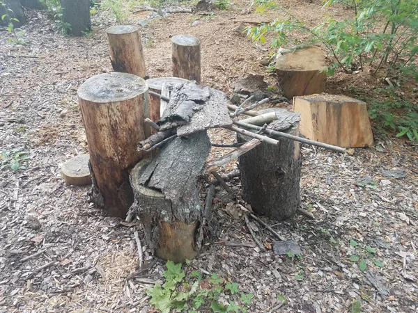 Pedaços de madeira e casca em troncos de árvores — Fotografia de Stock