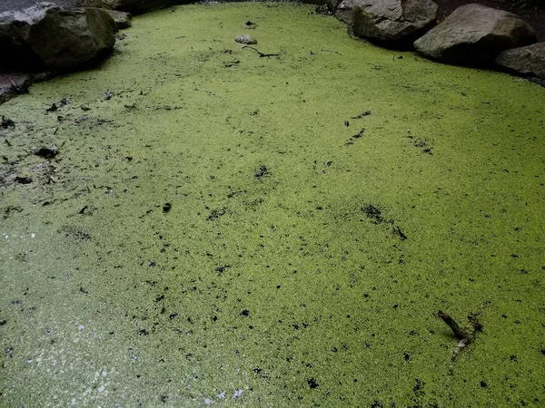 Algas verdes o plantas en agua de lago o estanque con rocas — Foto de Stock