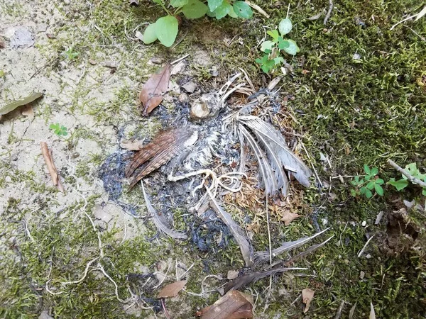 Dead bird with feathers and bones on ground — Stock Photo, Image