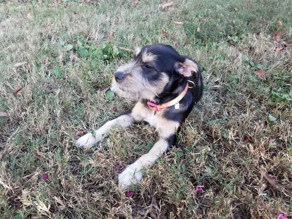 Cachorro marrom e preto em grama verde ou gramado — Fotografia de Stock