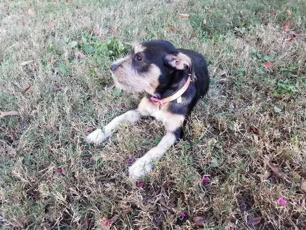 Piccolo cane bianco e nero con colletto rosa seduto in erba — Foto Stock