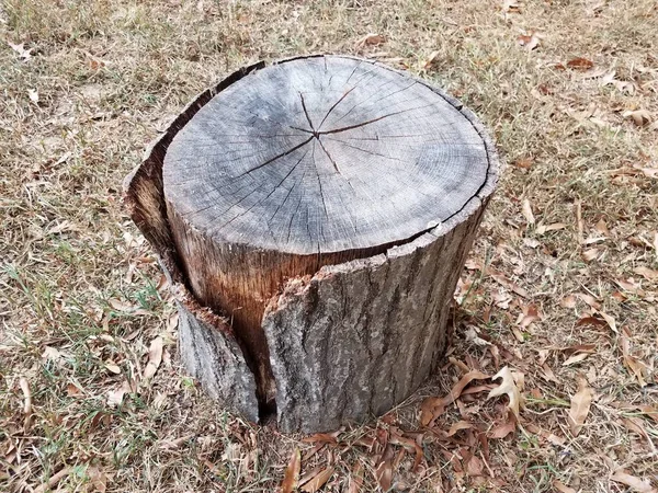 Tocón de árbol envejecido o desgastado con corteza en la hierba —  Fotos de Stock