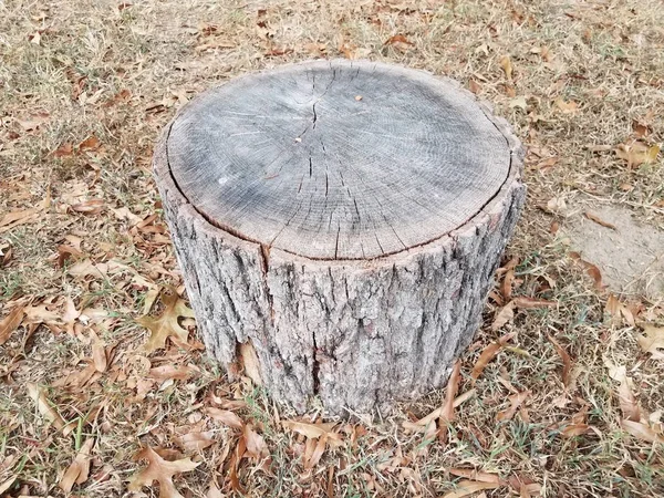 Ceppo di albero invecchiato o usurato con corteccia sull'erba — Foto Stock