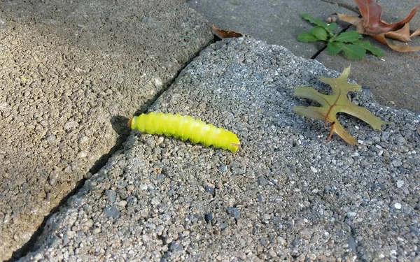 Zielona gąsienica chodzenie na szarym płytek cementowych — Zdjęcie stockowe