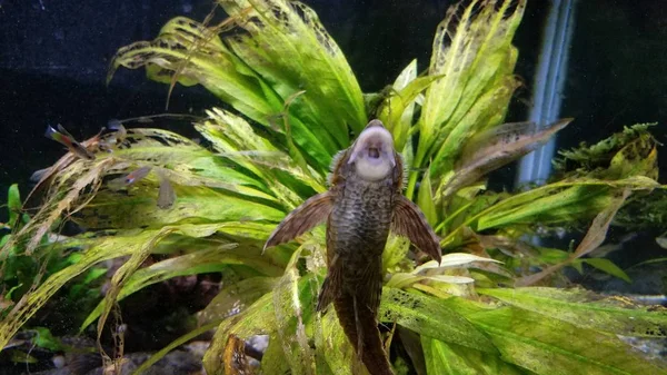 Fisk i akvariet suger glaset med en stor mun — Stockfoto